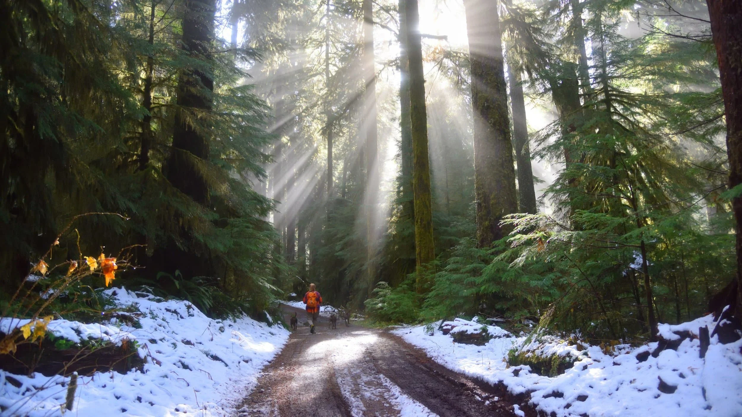 Image from Plowed dog walking trails? We’ll bark for that! on DogTrekker