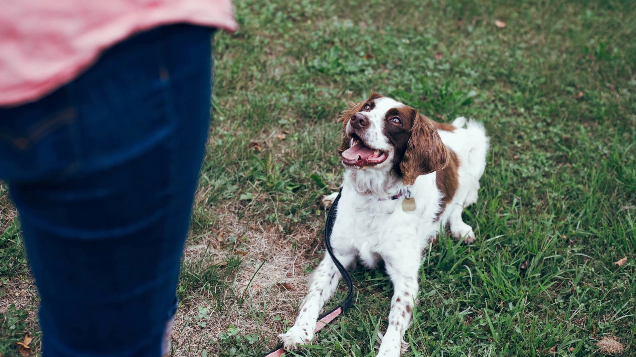 Image from East Bay SPCA dog training classes on DogTrekker