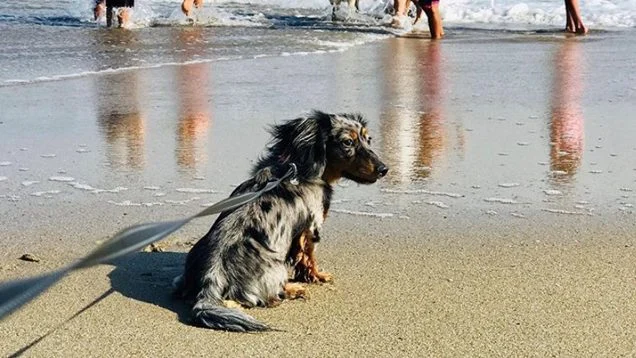 Dog on Santa Cruz beach. Photo by Visit Santa Cruz.