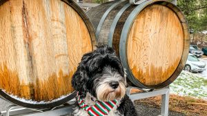 Portuguese Water Dog wearing a Christmas scarf at winery i