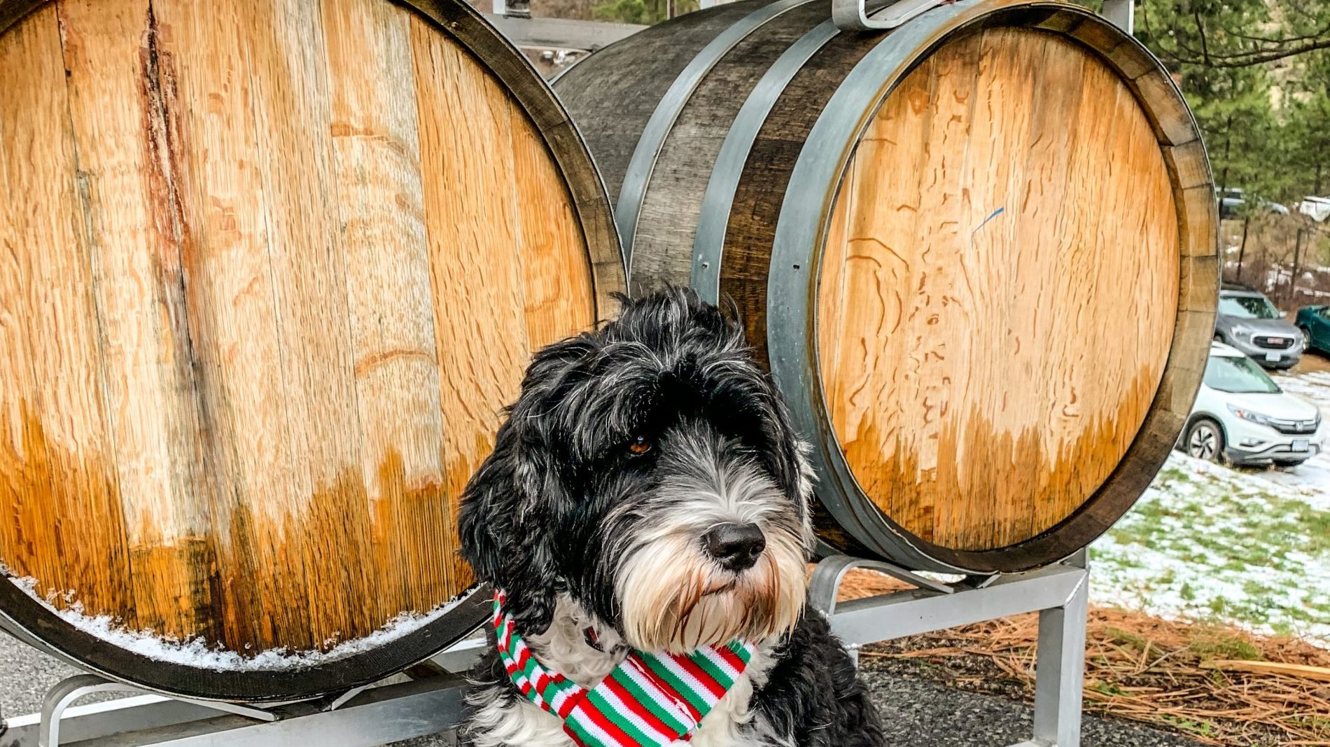 Portuguese Water Dog wearing a Christmas scarf at winery i