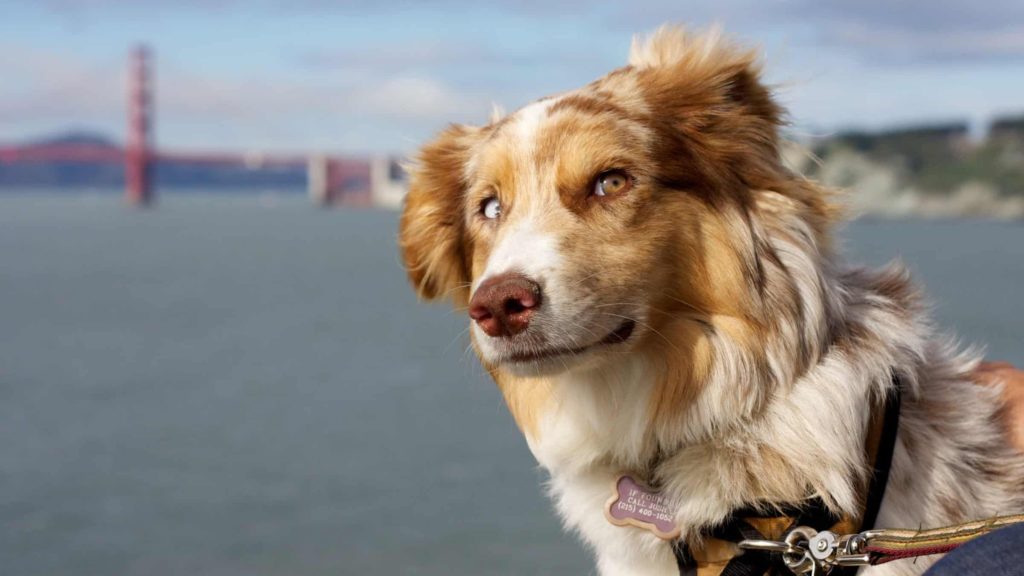 Aussie mix dog with Golden Gate bridge in background