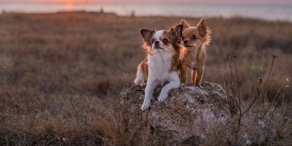 Two petite pups pose majestically on a large boulder, silhouetted against the radiant hues of a setting sun. Enjoy this perfect photo opportunity with your furry friends as you end the day in grandeur. - Dogtrekker