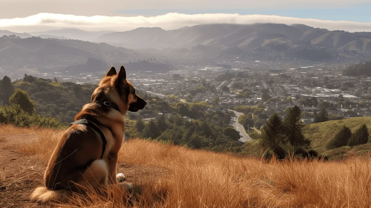 Image from Exploring Marin County with your dog on DogTrekker