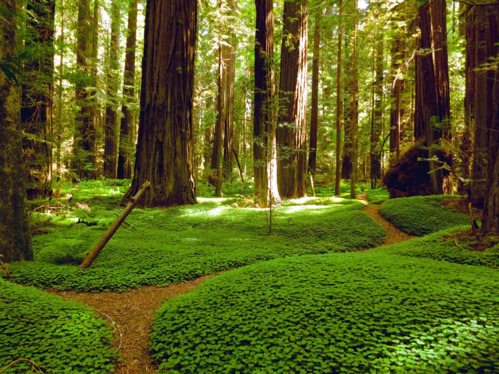 Trail in redwood trees