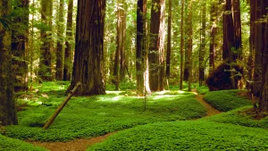 Hunting for bigfoot
