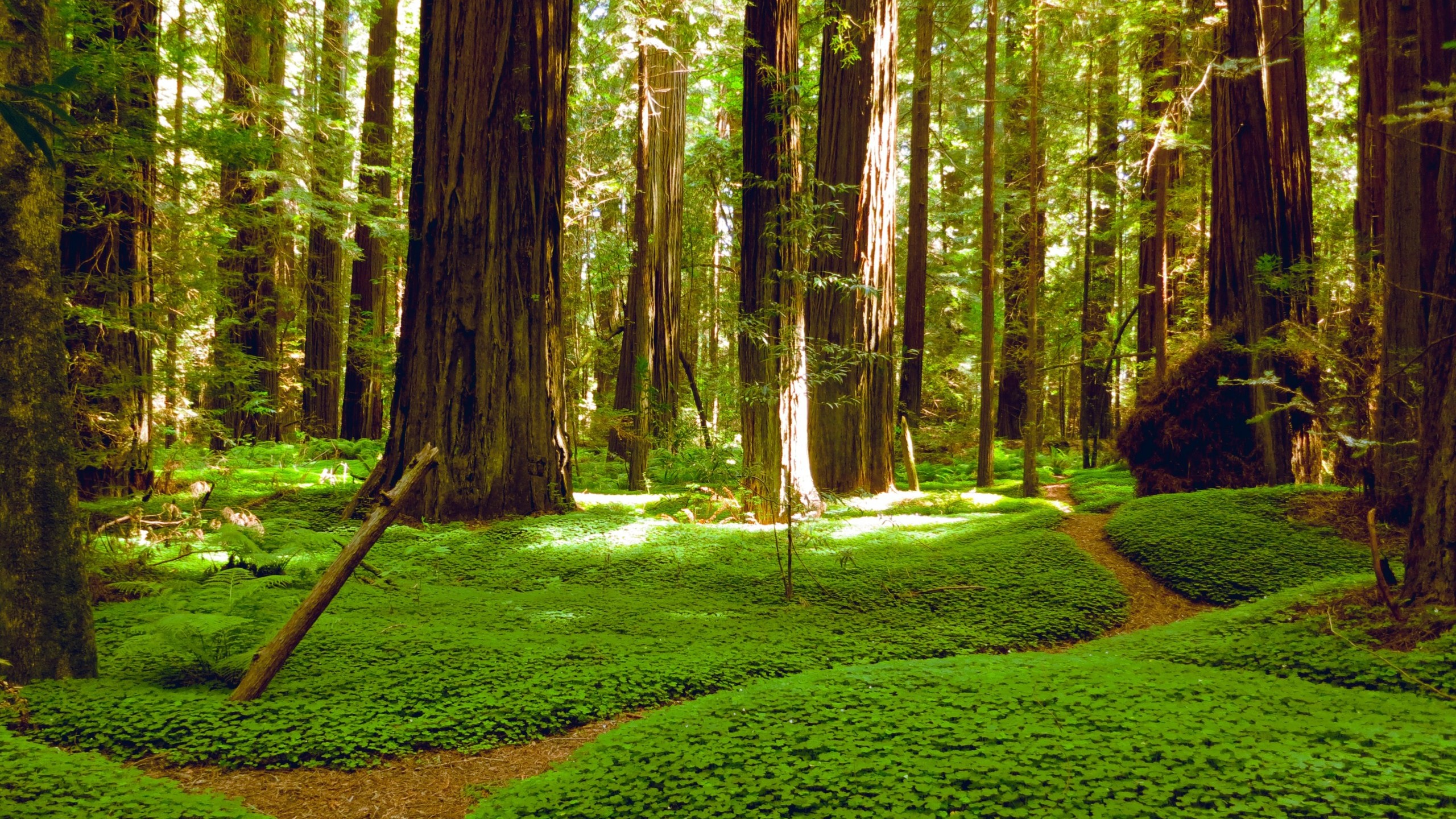 Trail in redwood trees