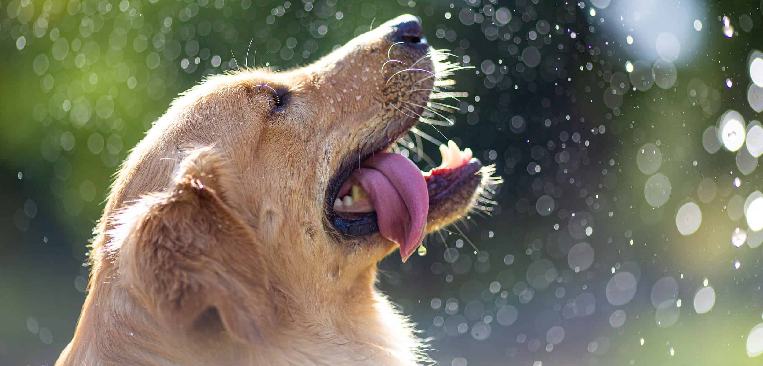 a close up of a dog with its mouth open.