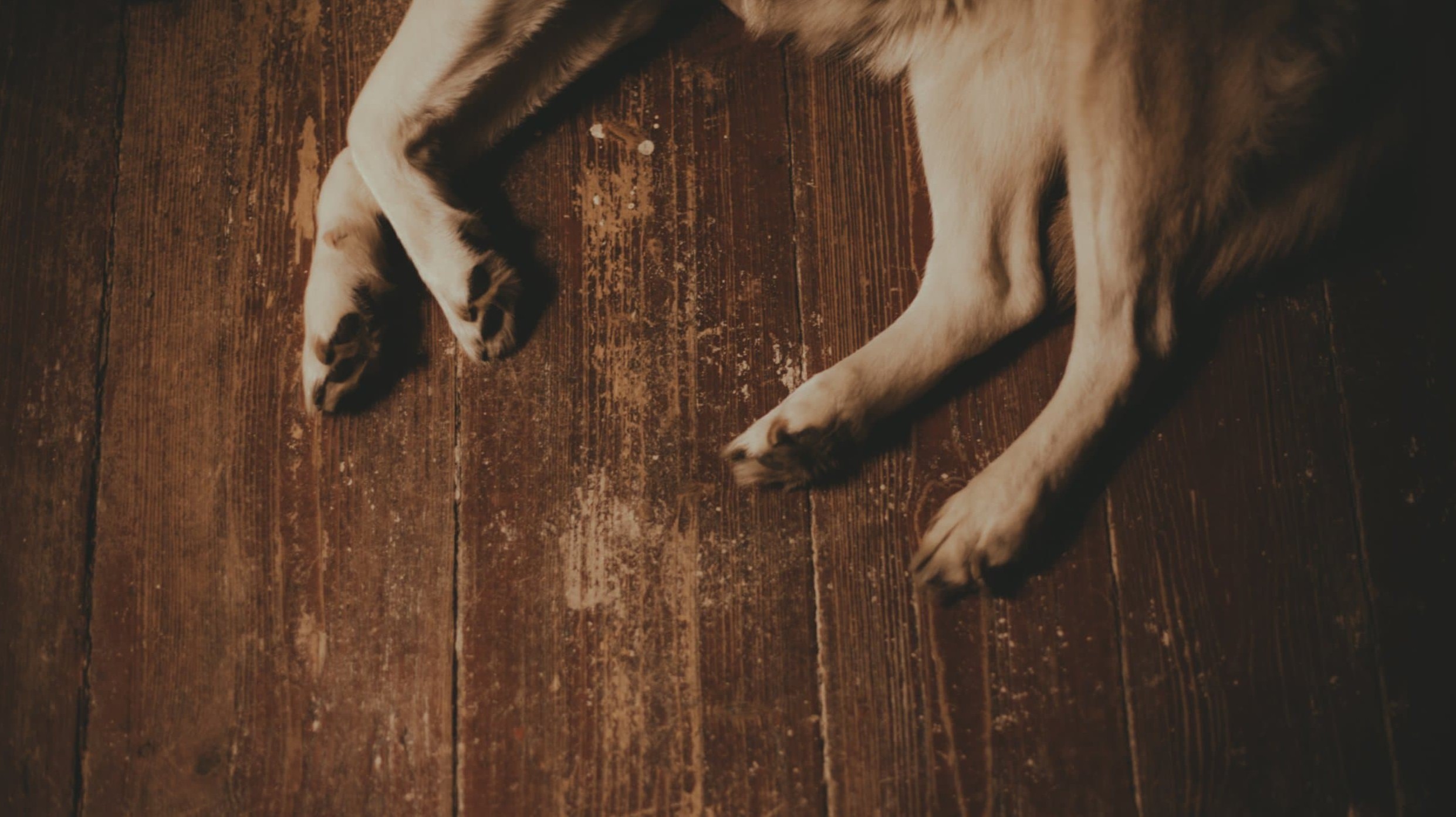 Dog's legs and paws