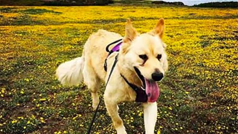 A vibrant dog park bathed in sunlight features abundant greenery with mature trees, offering ample shade for leisurely outdoor activities. In the distance is a well-equipped playground that presents an additional activity area. An inviting picnic table spreads out nearby, ideal for enjoying meals al fresco or taking relaxing breaks from play. A neatly-placed trash bin aids in maintaining the park's cleanliness for everyone's enjoyment. Dominating the scene is a generously wide dirt path gracefully curving through the expanse of grass, promising exploratory walks and lively fetch games.