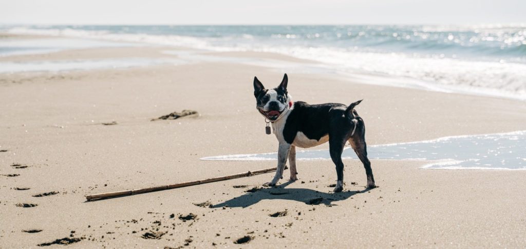Boston terrier standing on beach