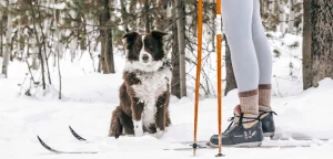Kick and glide with Fido at your side
