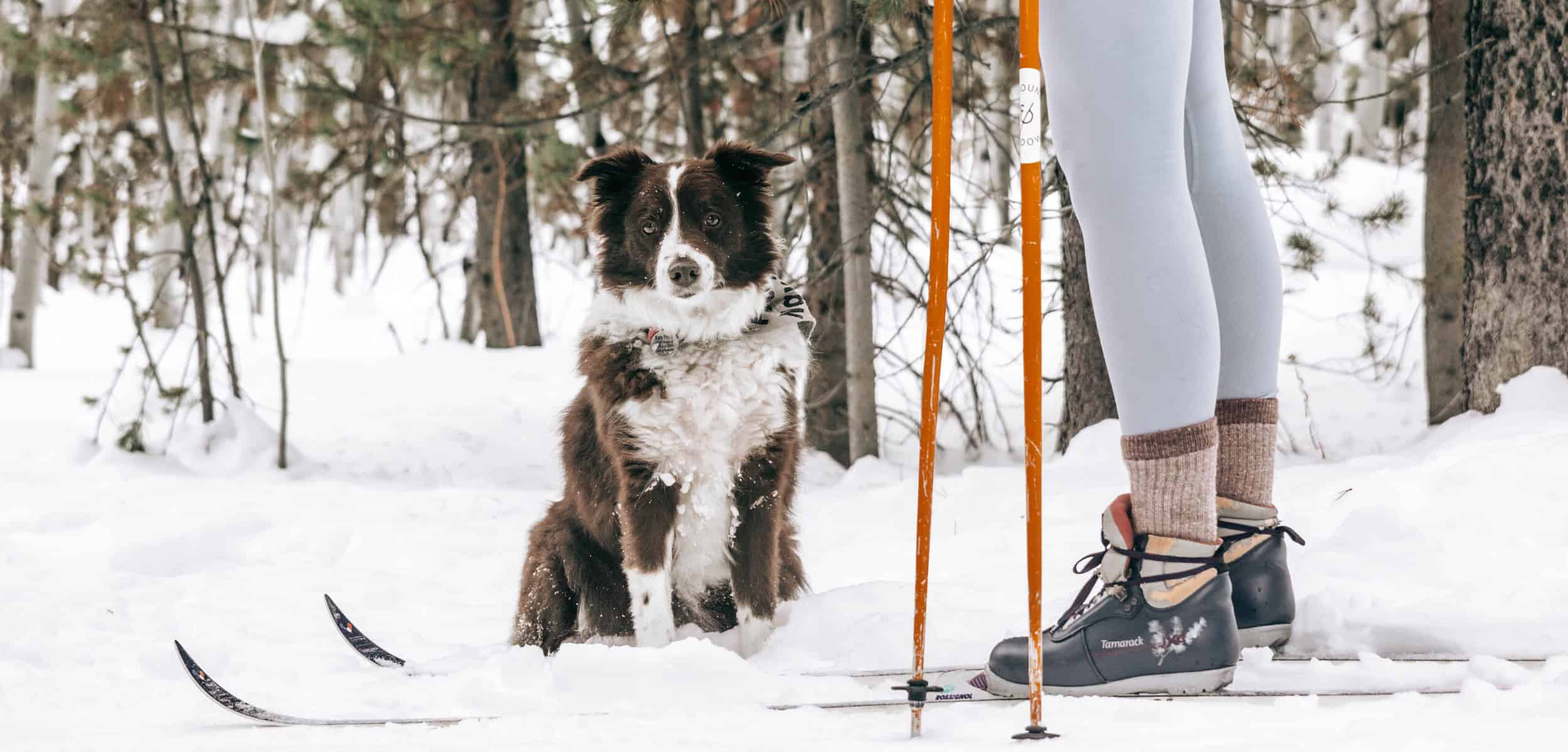 a woman on skis next to a brown and white dog in the snow.