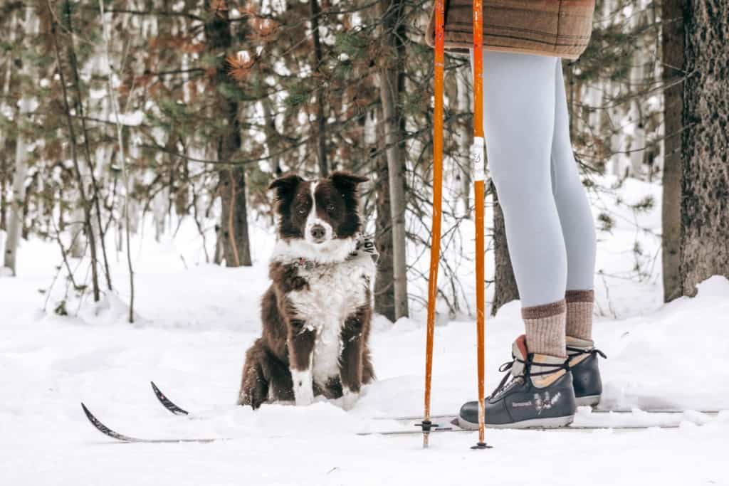 border collie sits in show behind woman cross county skiing.