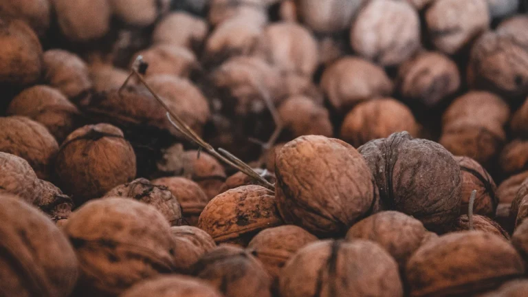 Image from Warning: black walnuts can be toxic to dogs on DogTrekker