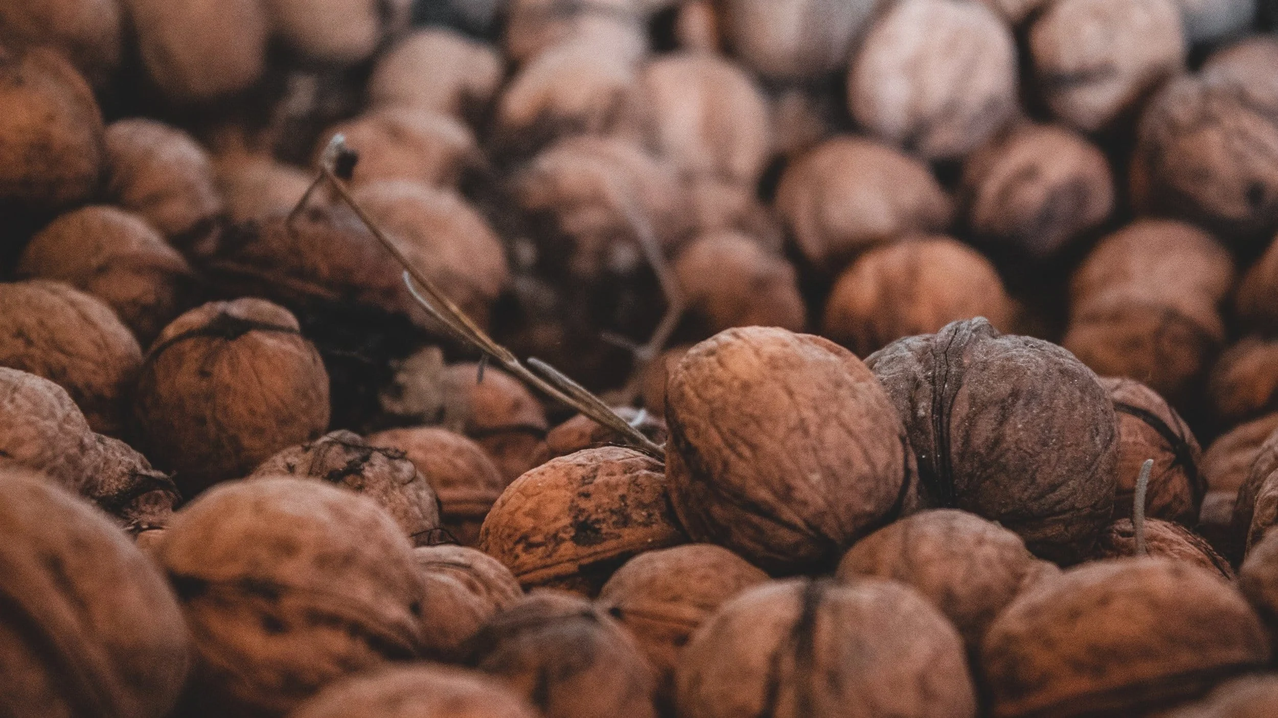 Image from Warning: black walnuts can be toxic to dogs on DogTrekker