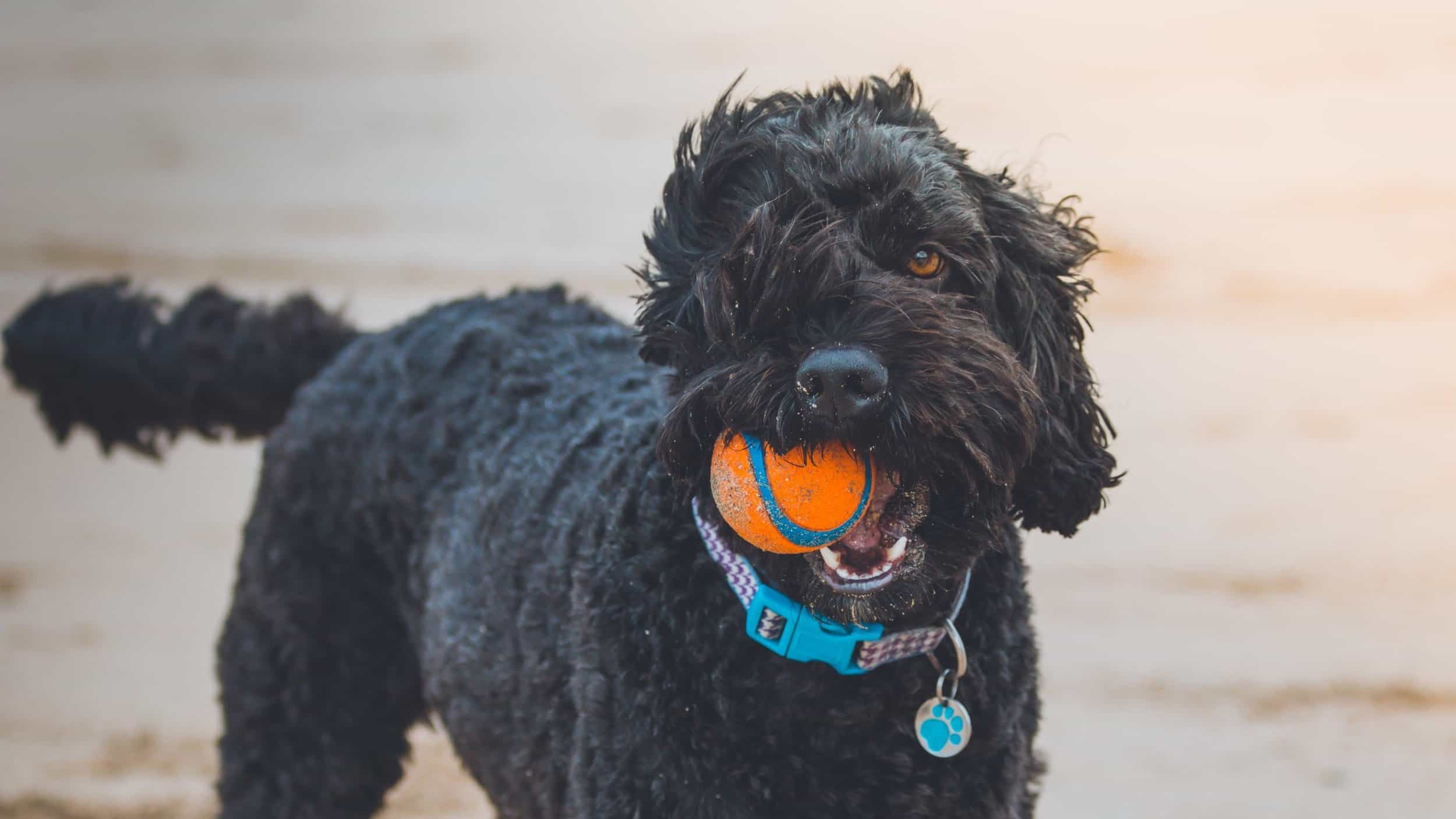 black poodle mix with ball in mouth