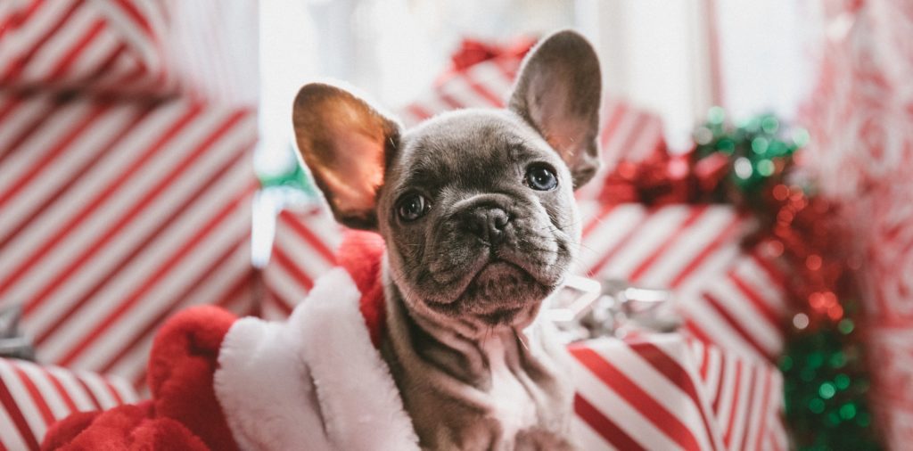 French bulldog puppy in Christmas stocking