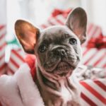 French bulldog puppy in Christmas stocking