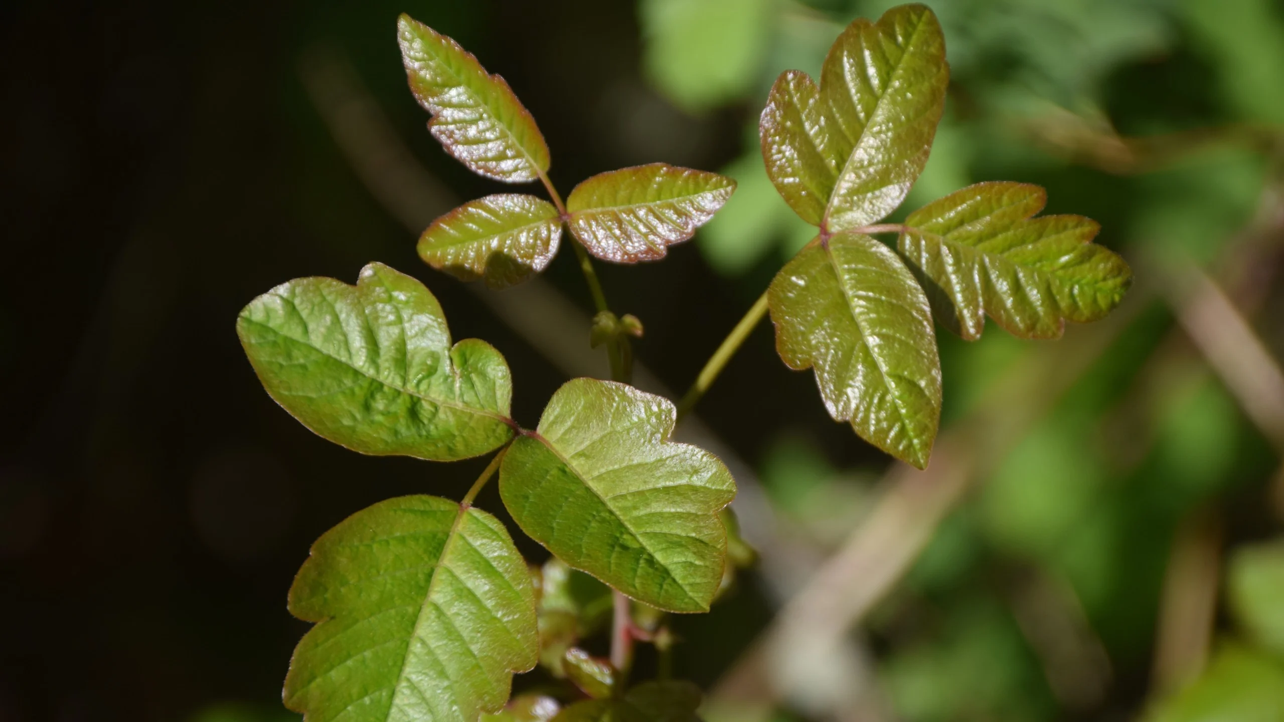 Poison oak.