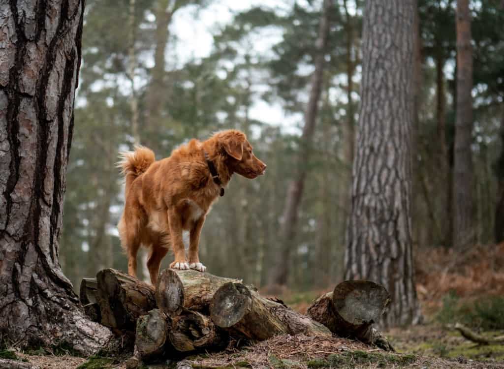 Nova Scotia duck tolling retriever stands on log in forest