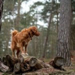 Nova Scotia duck tolling retriever stands on log in forest