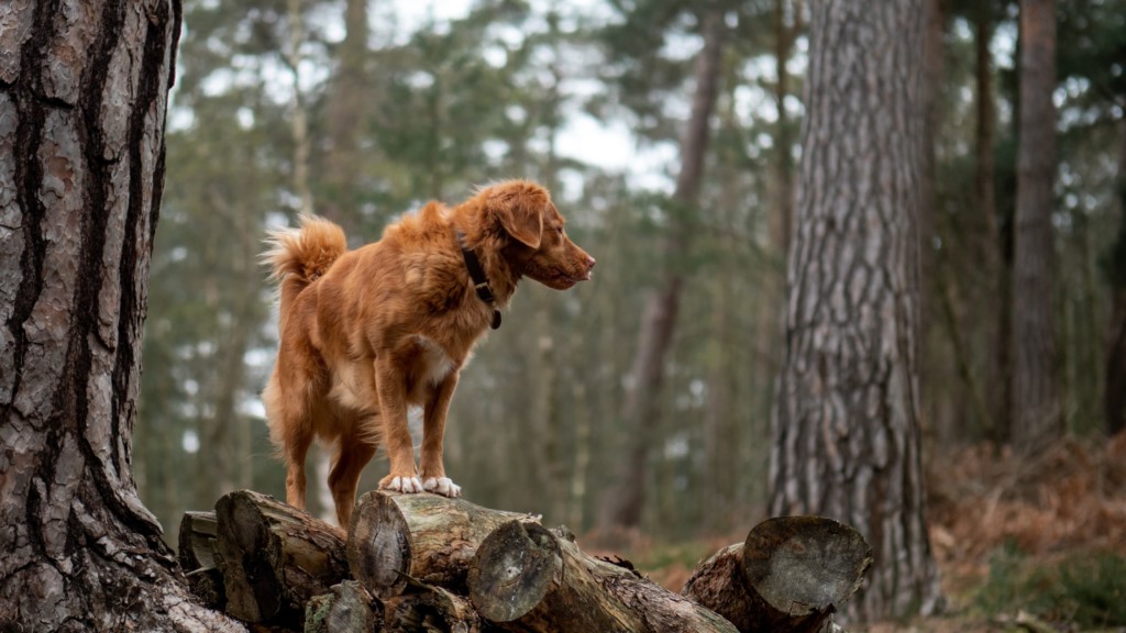 Nova Scotia duck tolling retriever stands on log in forest