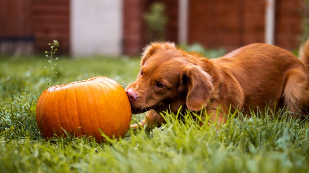 dog nibbles pumpkin