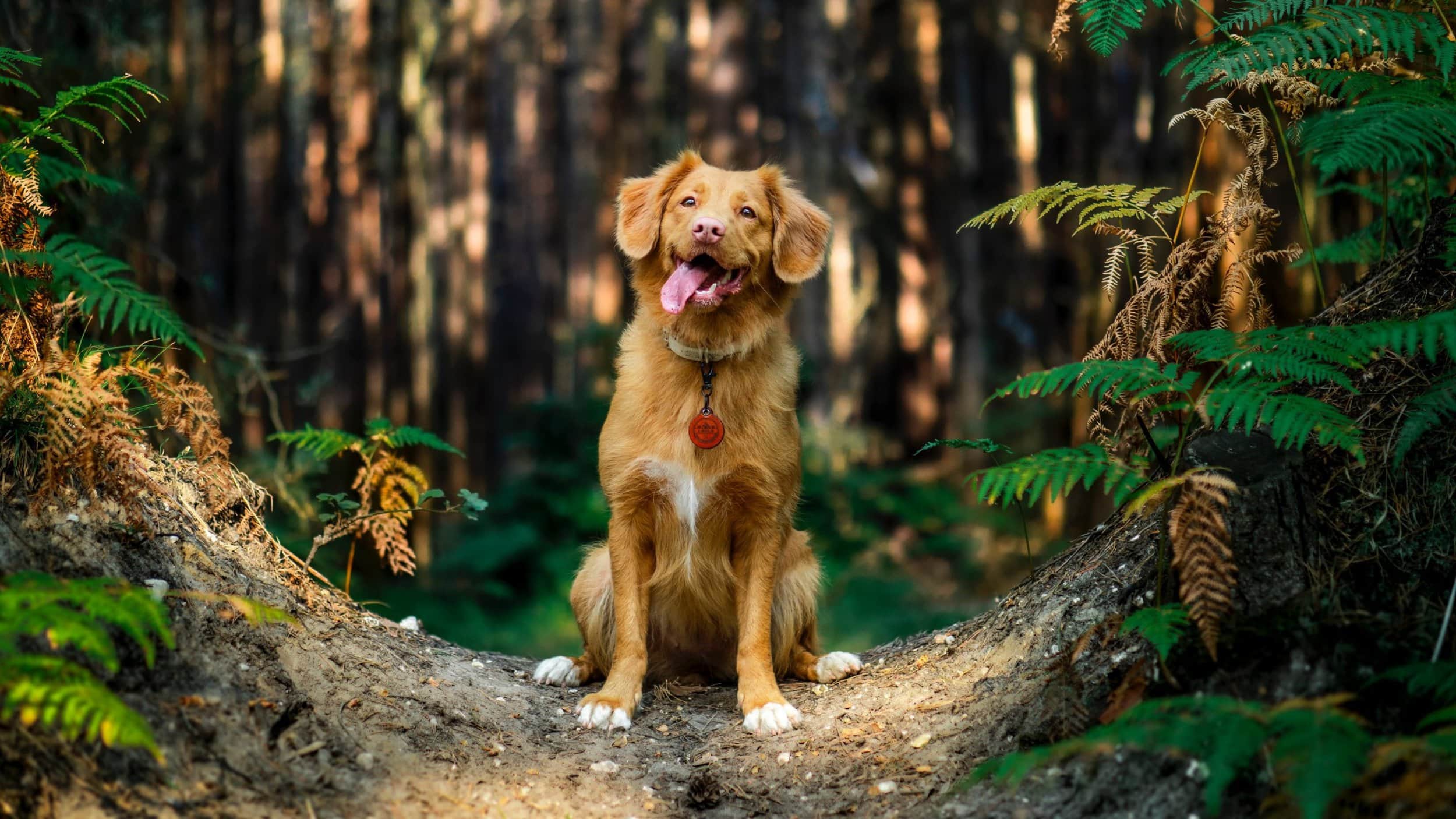 happy dog in forest