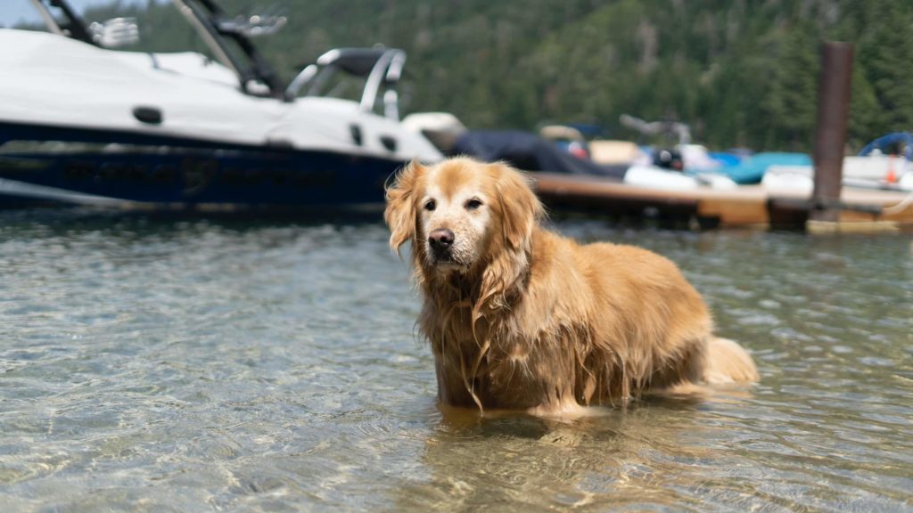 Senior golden retriever standing in Fallen Leaf Lake with boats and mountains in background.