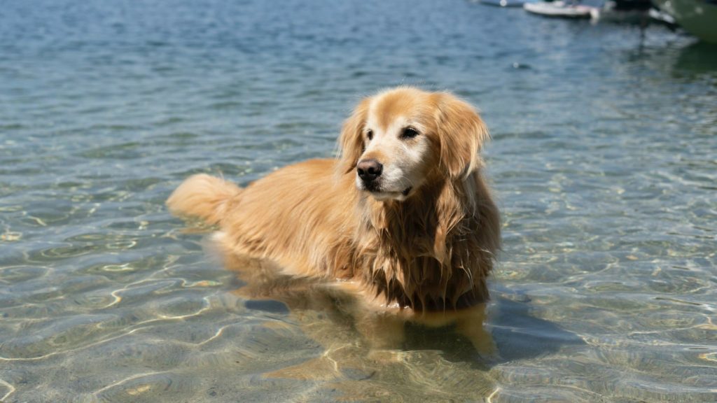 senior golden retriever in lake