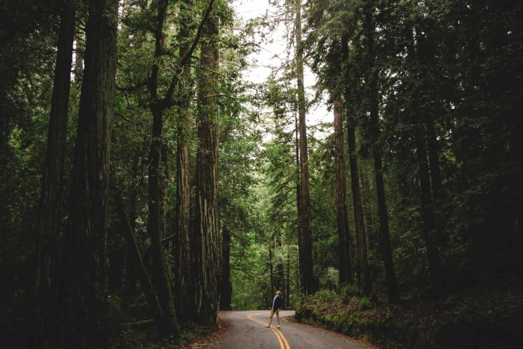 person stands in road with redwood trees towering above