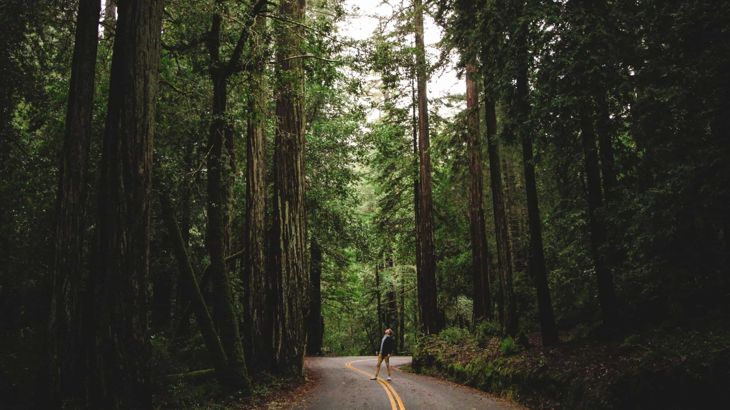 person stands in road with redwood trees towering above