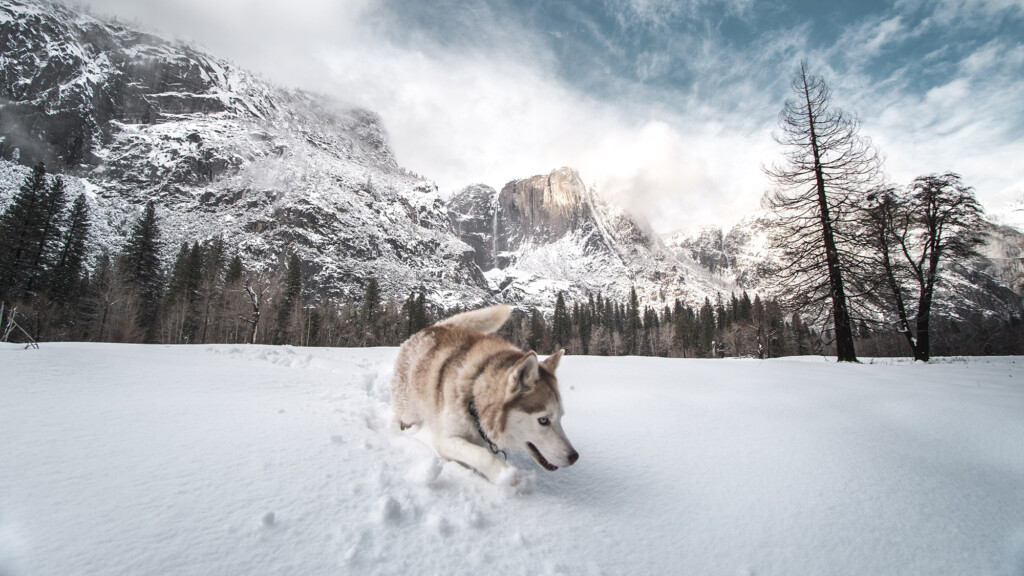 dog in snow at Yosemite