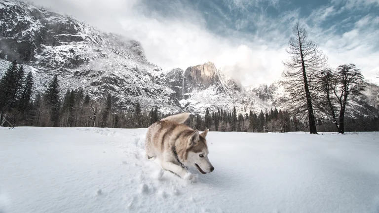 Image from Winterize your dog on DogTrekker