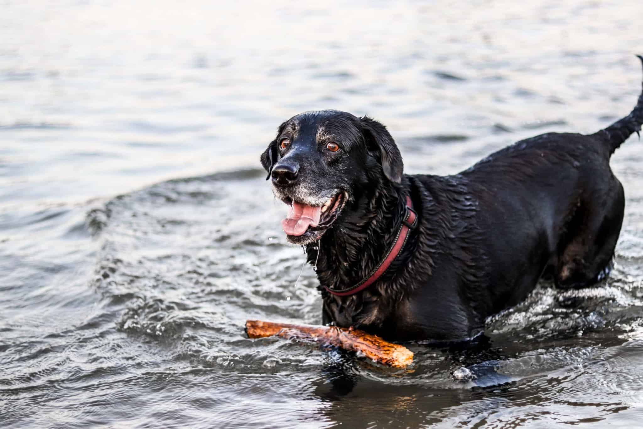 Lake Tahoe Dog-friendly Beaches