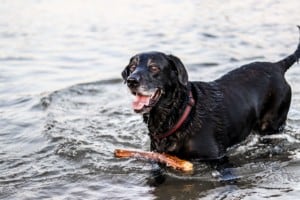 Senior black lab stands in lake with stick floating nearby