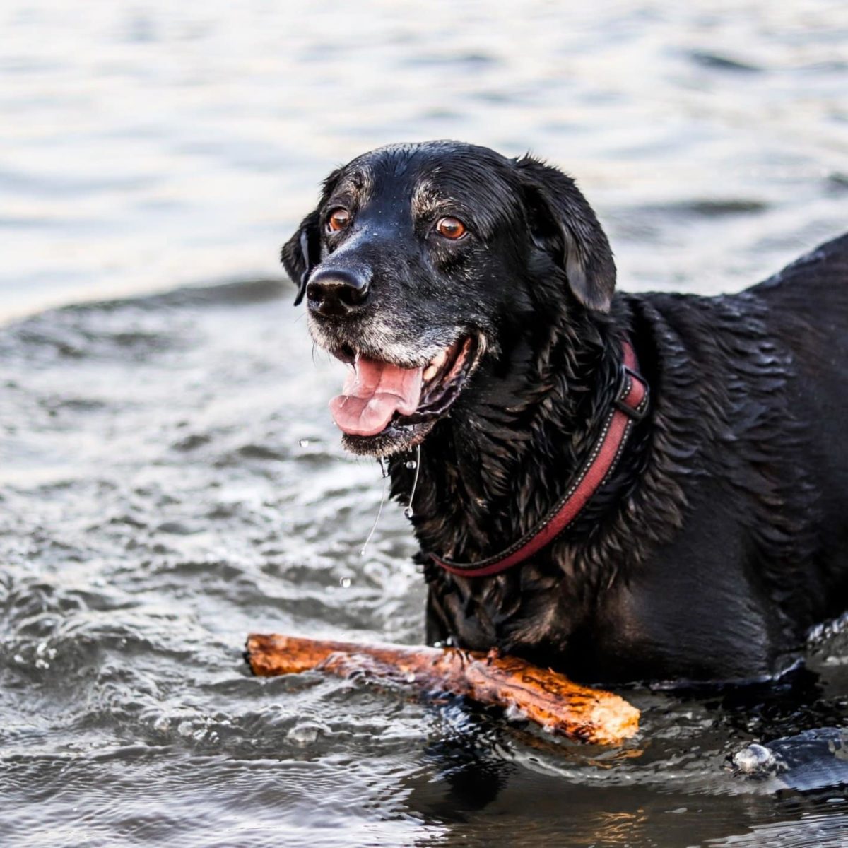 are dogs allowed on knoll beach in august