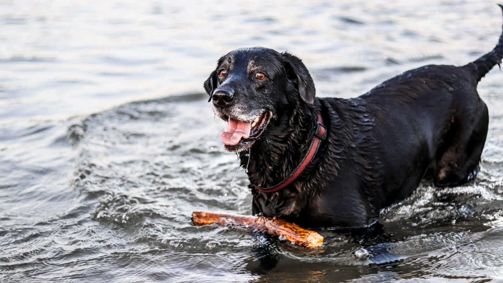 Image from Dog-friendly Lake Tahoe beaches: your ultimate summer guide on DogTrekker
