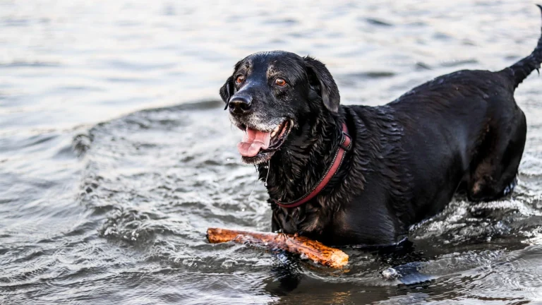 Image from Dog-friendly Lake Tahoe beaches: your ultimate summer guide on DogTrekker