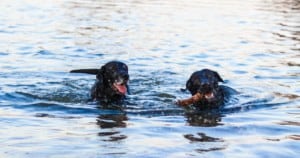 2 black labs swimming, one with stick in mouth