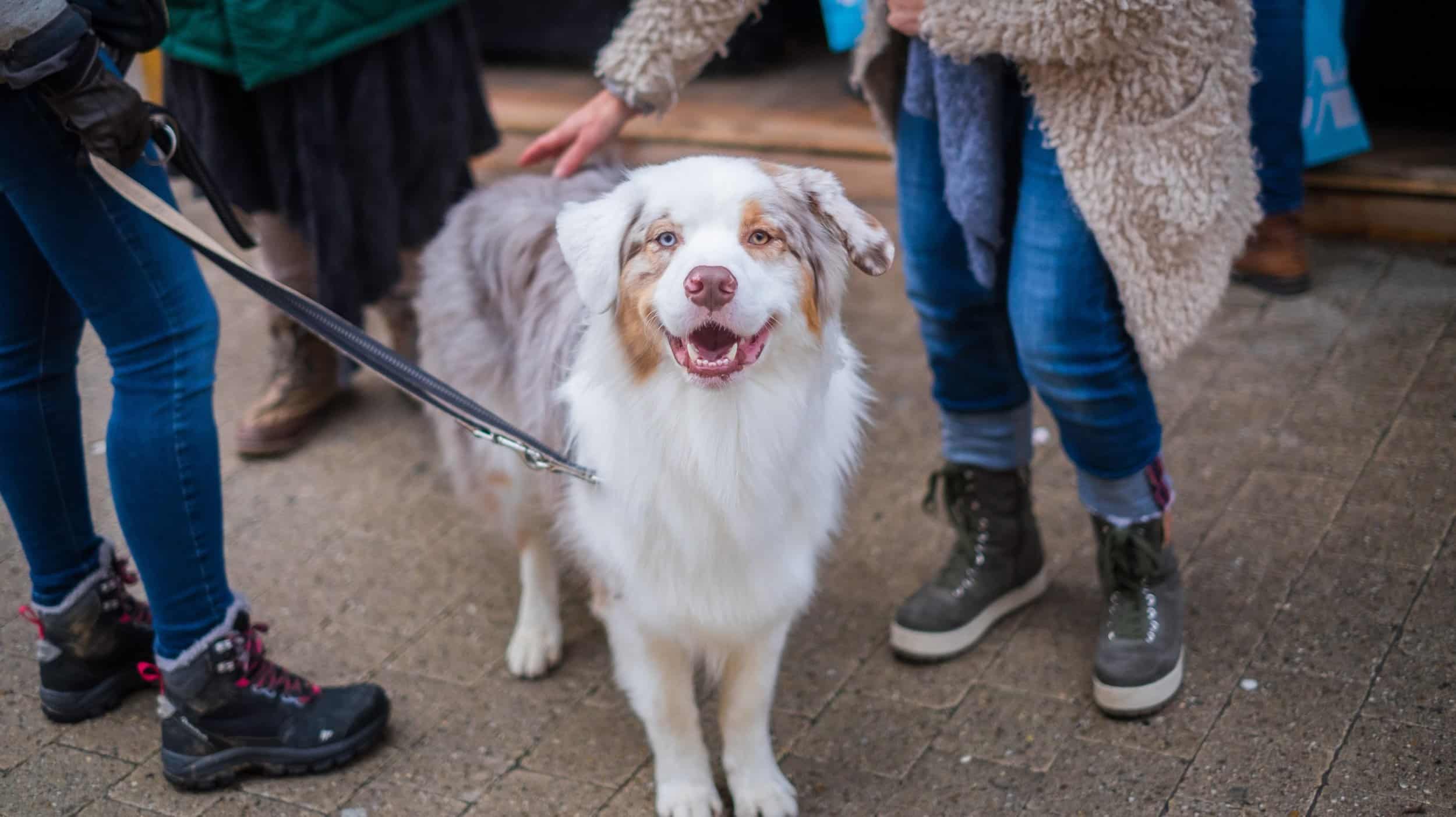 Australian Shepherd in crowd getting pet by bystander