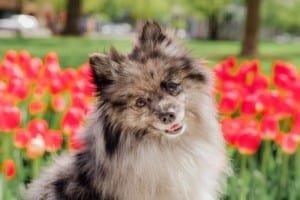 pomeranian dog sitting in front of red tulips