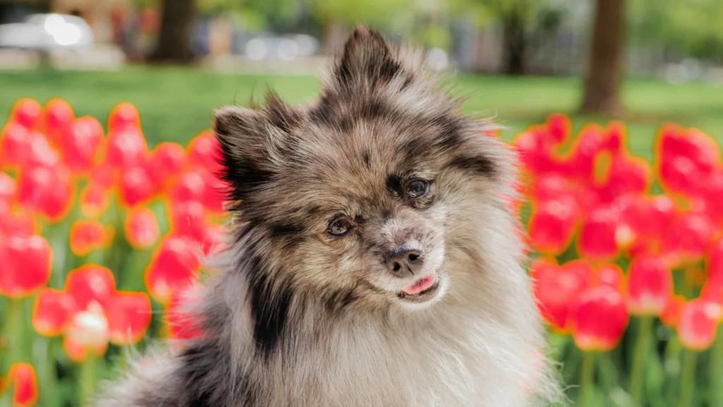 pomeranian dog sitting in front of red tulips