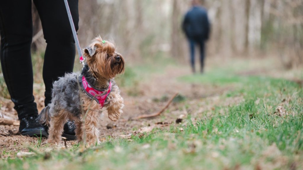terrier on leash in forest