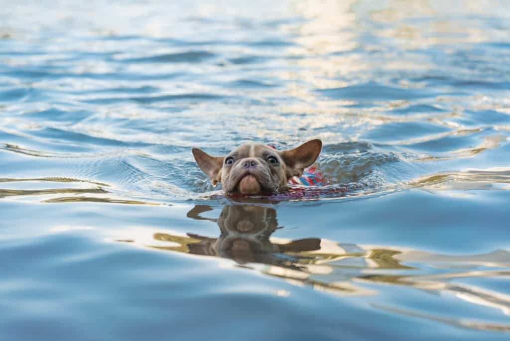French bulldog wearing life jacket swimming in lake.