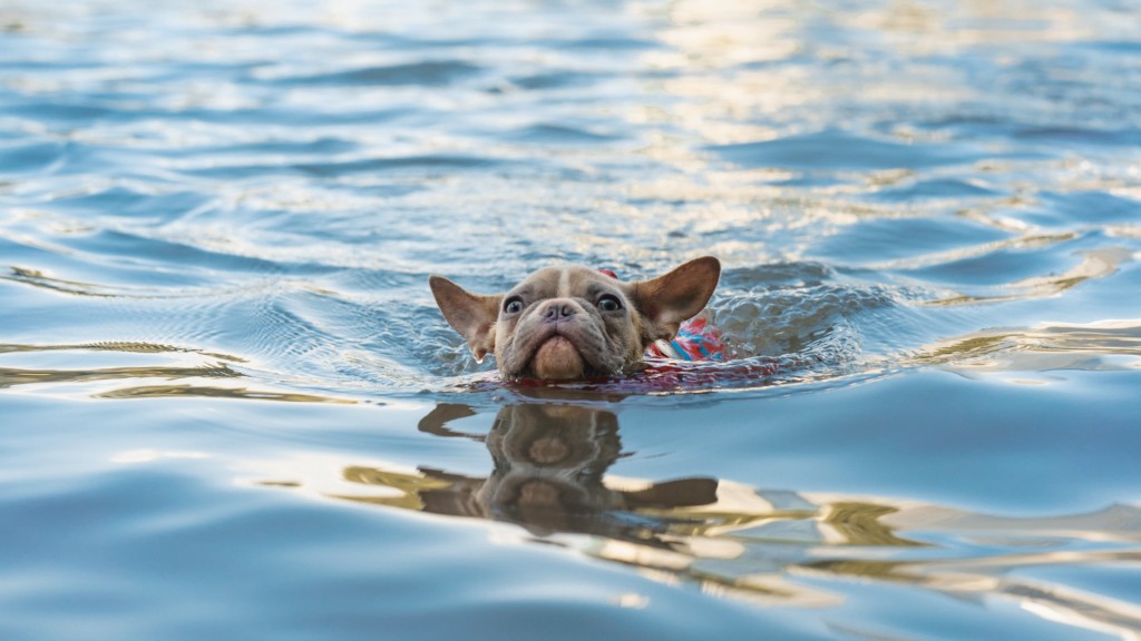 French bulldog wearing life jacket swimming in lake.