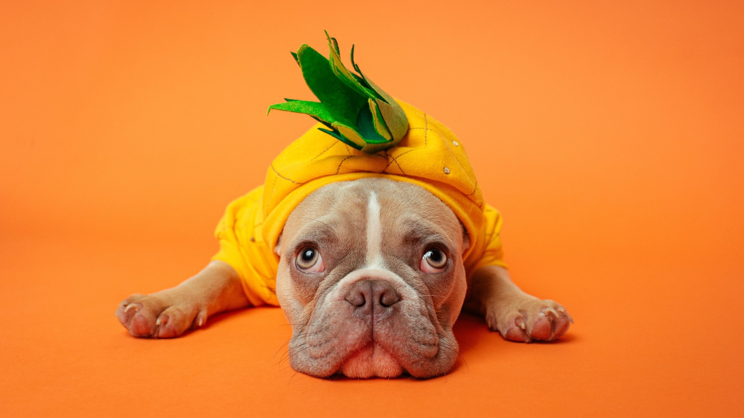 French bulldog wearing pineapple costume
