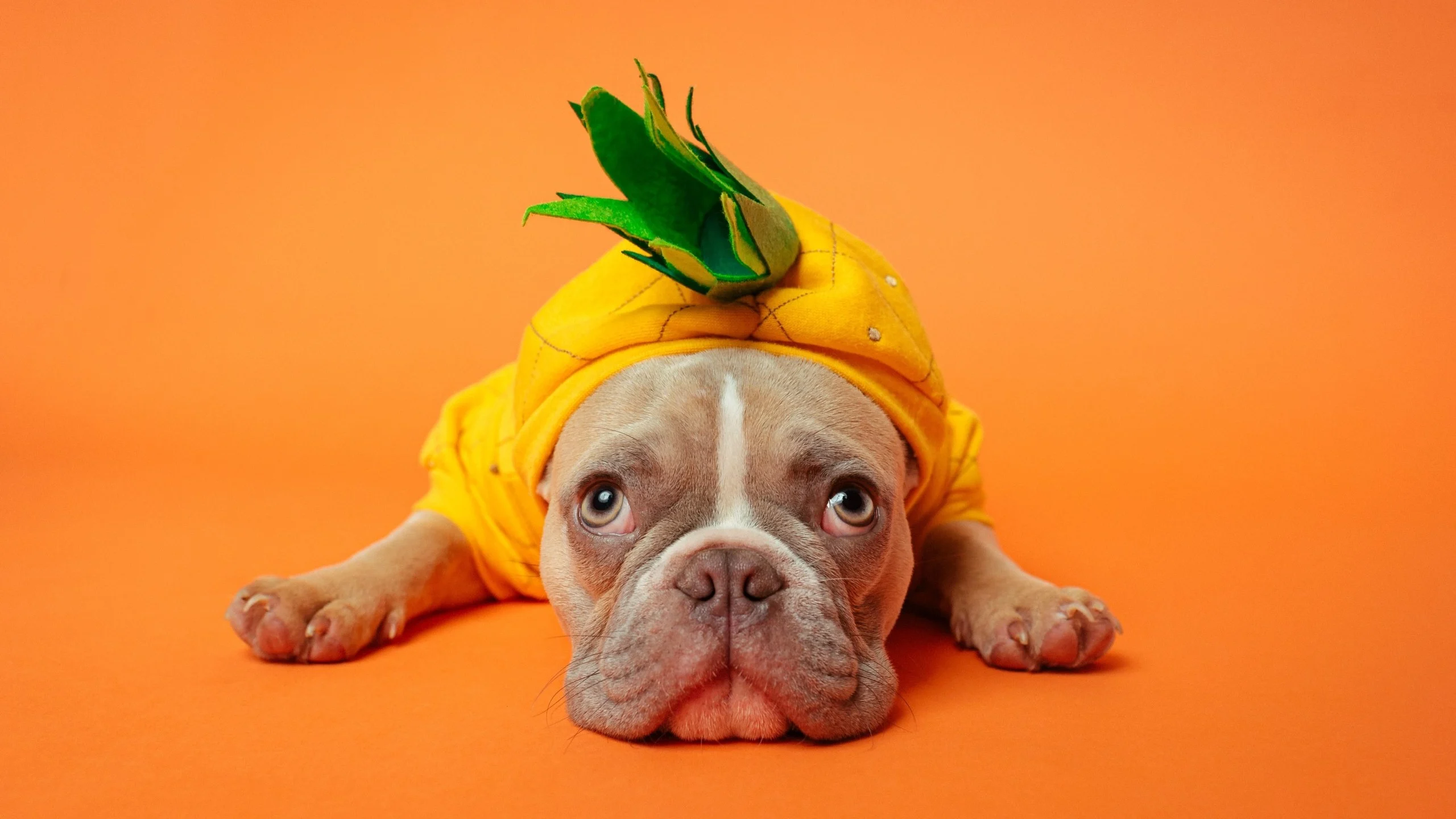 Image from Keep your dog safe this Halloween on DogTrekker