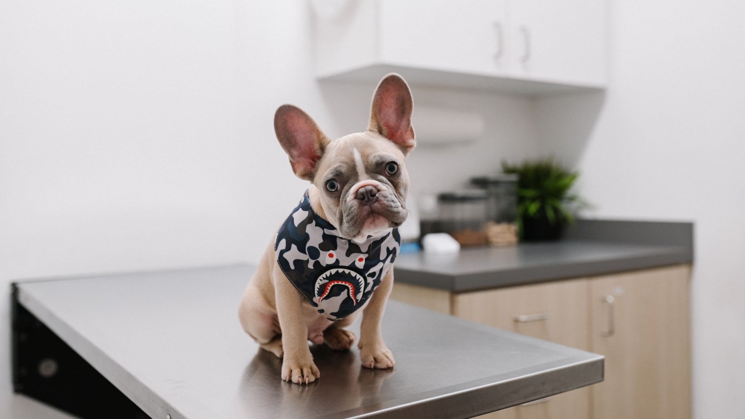 French bulldog puppy sits on exam table at vet office
